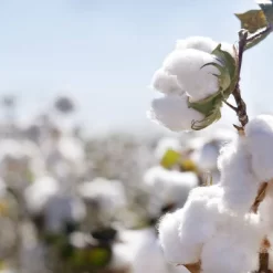 Organic Dream Pack And Play Mattress 2-Stage Dual Sided -Baby World Shop GUEST b98a6423 3af6 4e8a 852e 057d3c5e0002